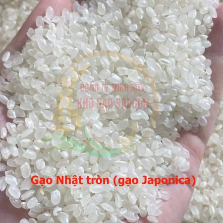 Gạo Nhật tròn Japonica
